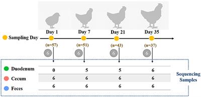 The Spatial and Temporal Characterization of Gut Microbiota in Broilers